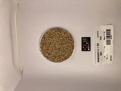 Click for 1 image(s) for this accession. SEED